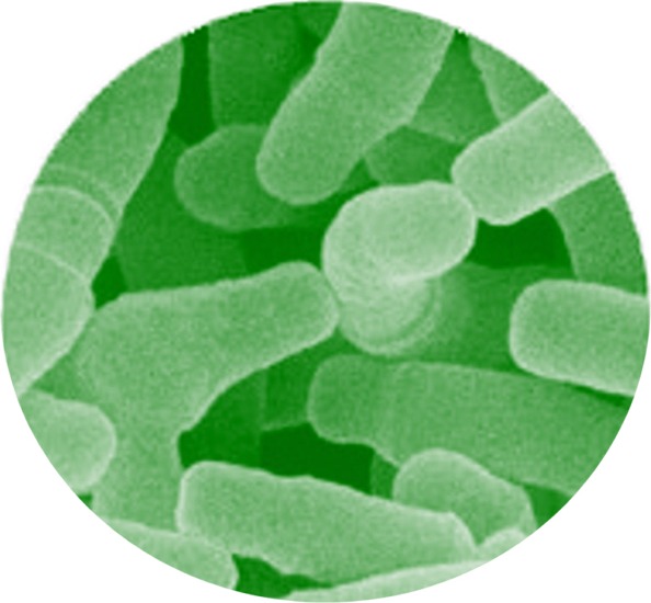probiotics